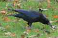 Черная ворона фото (Corvus corone) - изображение №2081 onbird.ru.<br>Источник: www.wildaboutgardens.org.uk